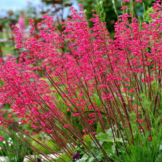 Firefly Coral Bells Plant Seeds