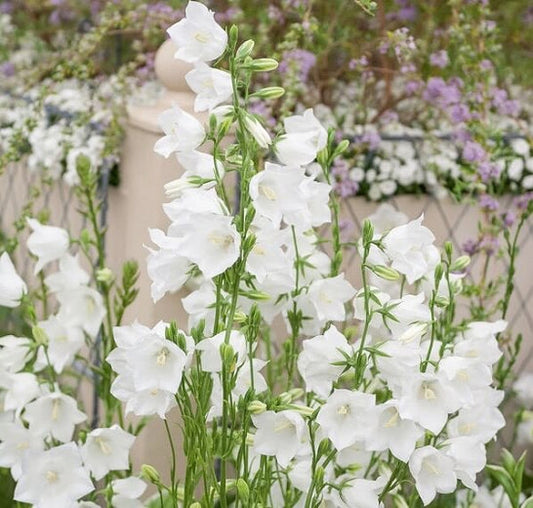 Bellflower Plant Seeds