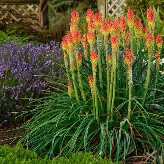 Red Hot Poker Ornamental Grass Seeds