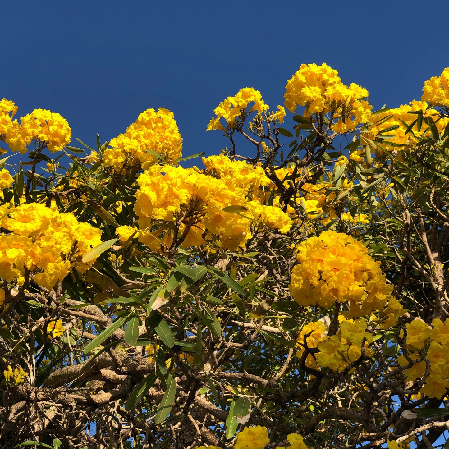 Golden Trumpet Tabebuia Tree Seeds
