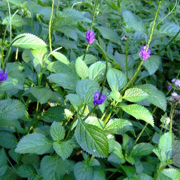 Blue Porterweed Plant Seeds