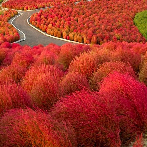 Kochia Burning Ornamental Grass Seeds