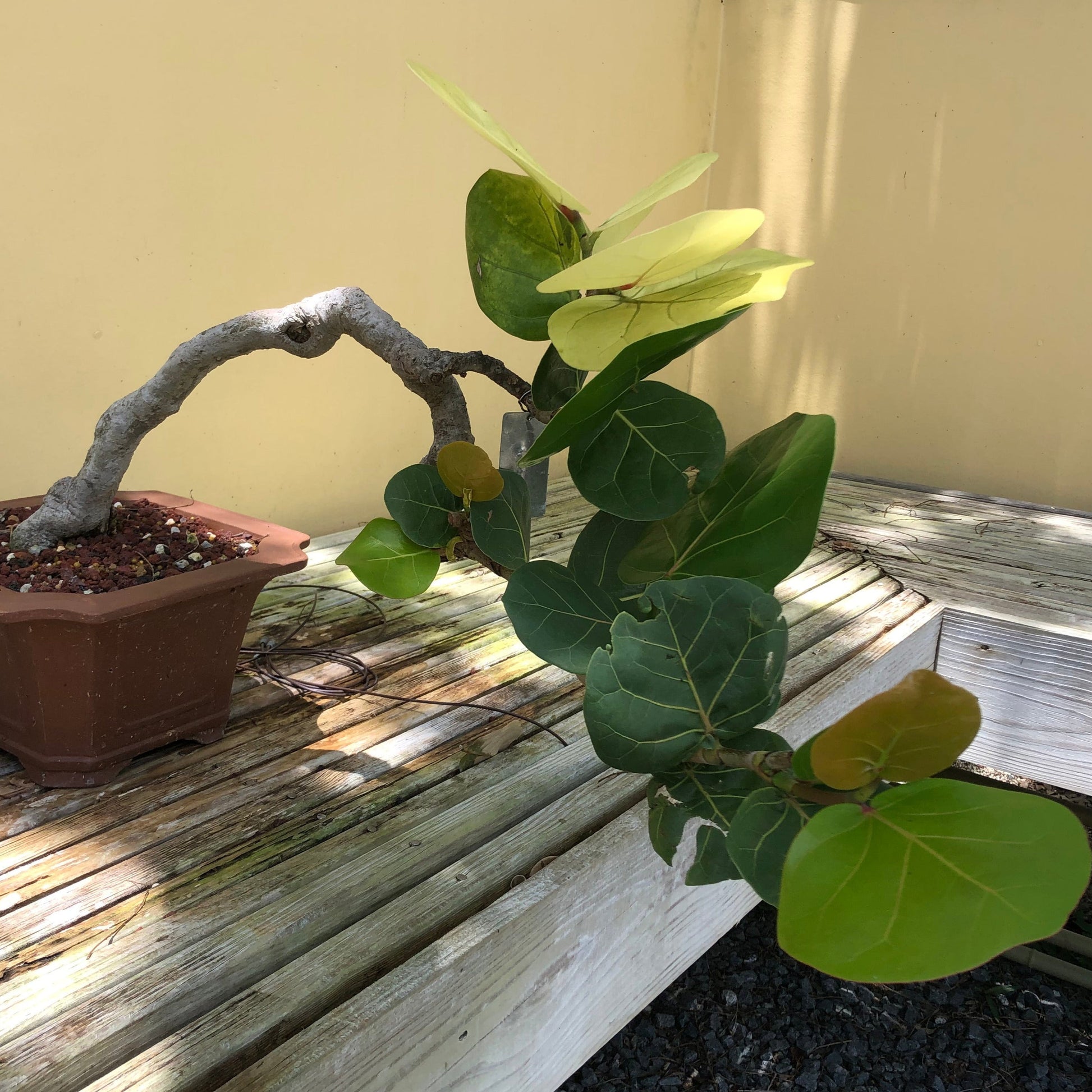 sea grape plant indoor Sea Grape Tree Seeds – Garden & Glimmer