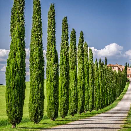 Italian Cypress Tree Seeds
