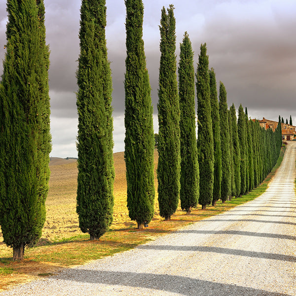 Italian Cypress Tree Seeds