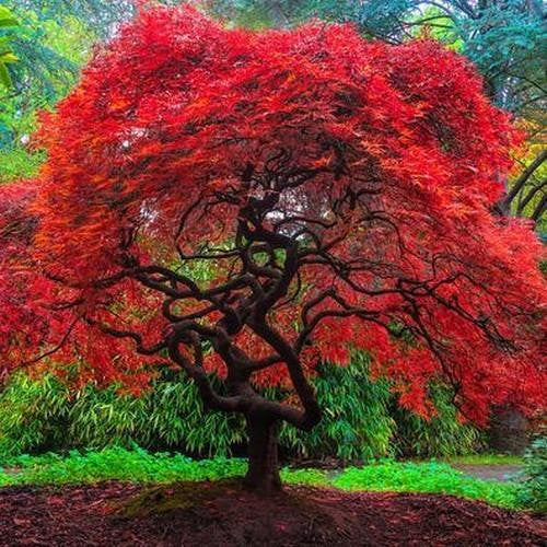 Japanese Amur Maple Tree (Acer Tataricum sub Ginnala) Seeds