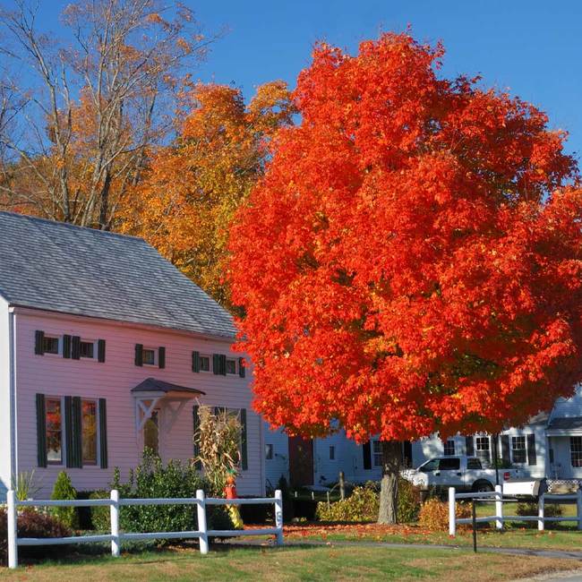 Red Maple Tree Seeds (Northern)