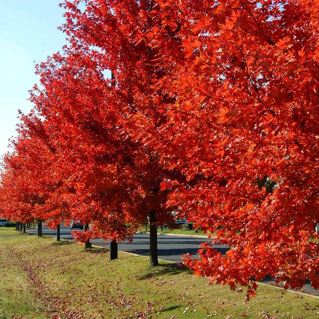 Red Maple Tree Seeds (Northern)