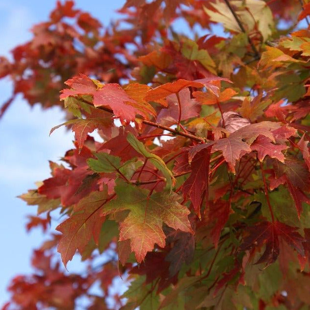 Mountain Maple Tree Seeds