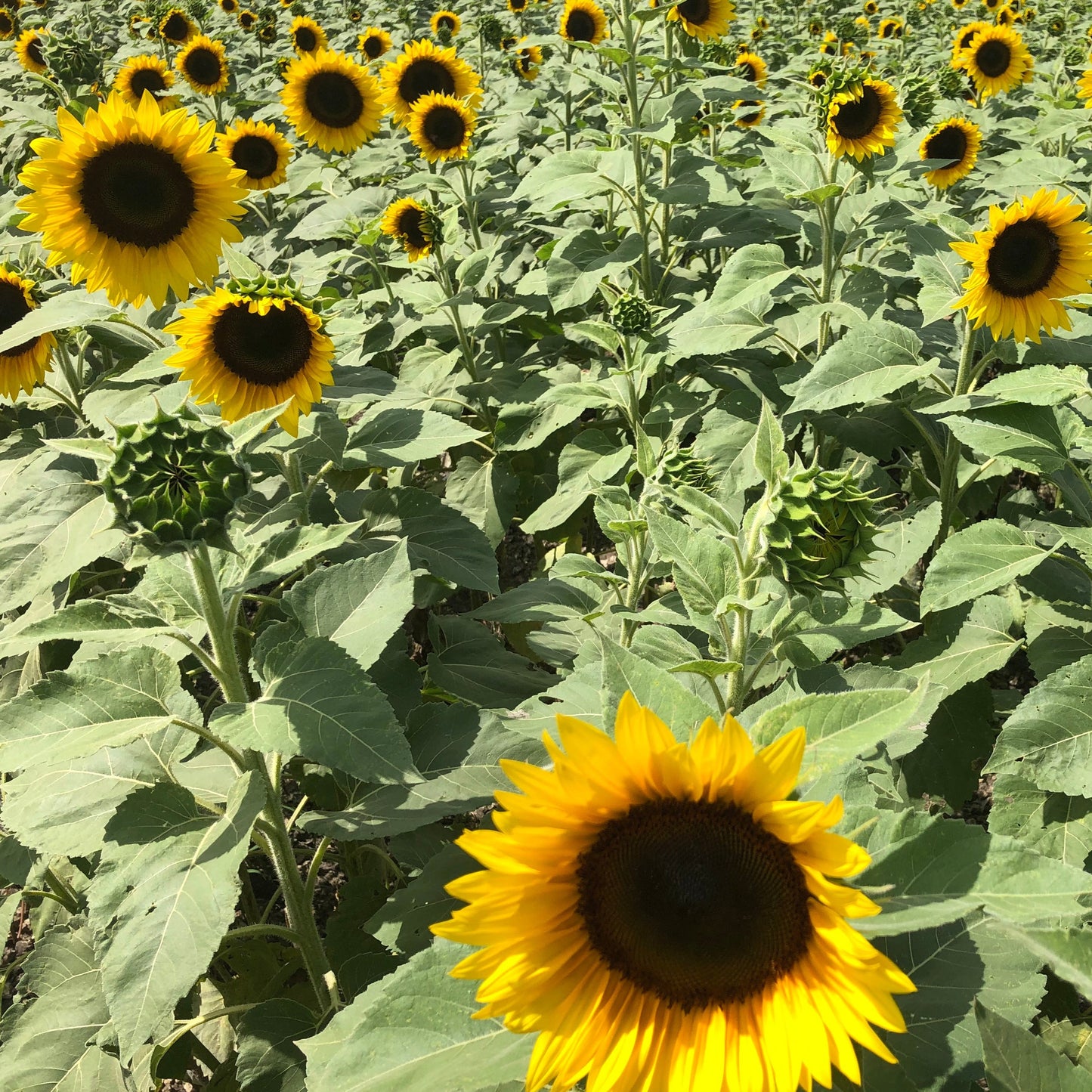 Mammoth Sunflower Plant Seeds