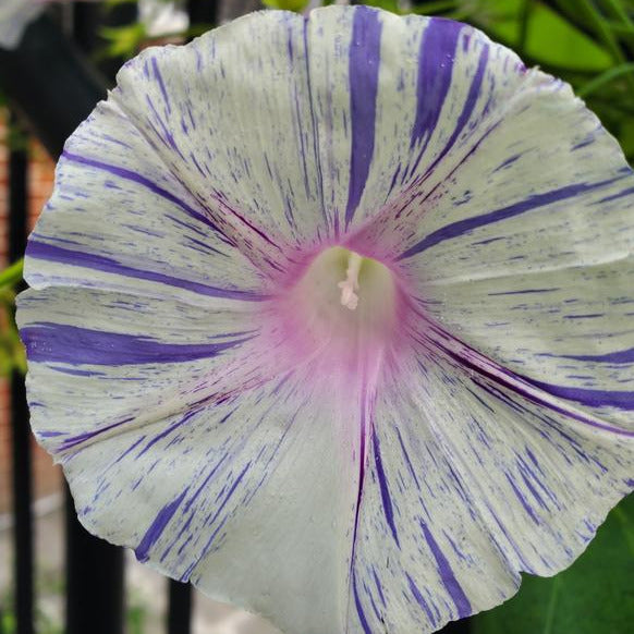 Carnival of Venice Morning Glory Plant Seeds