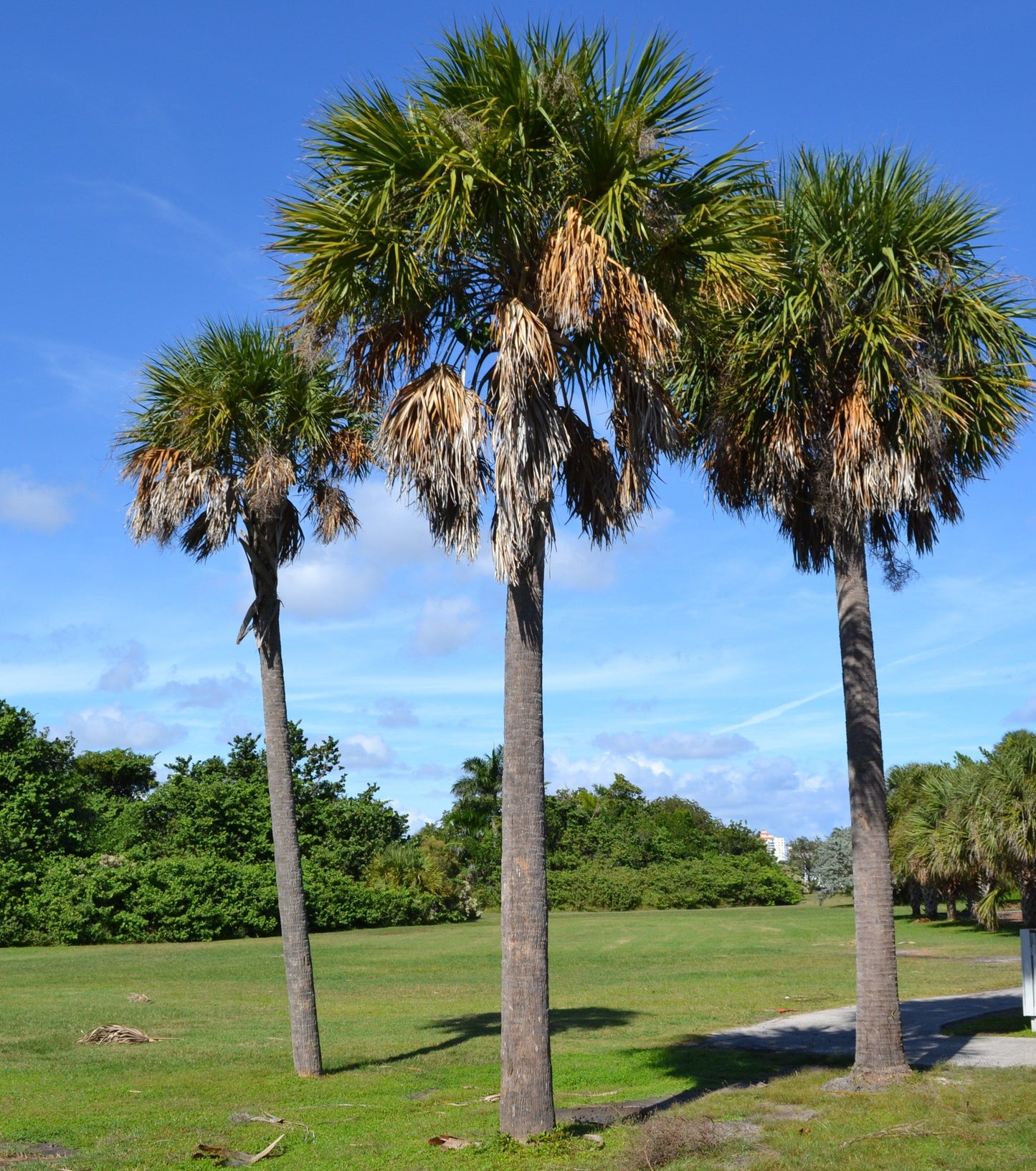 Sabal Palm Tree Seeds