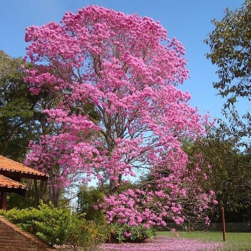 Pink Trumpet Tabebuia Tree Seeds