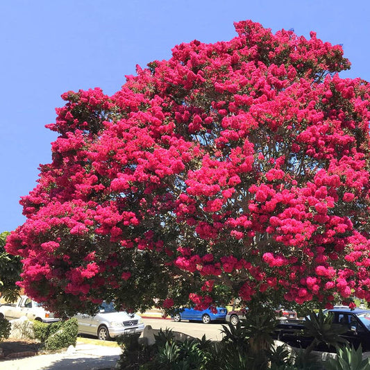 Crepe Myrtle Tree Seeds (Fuchsia)