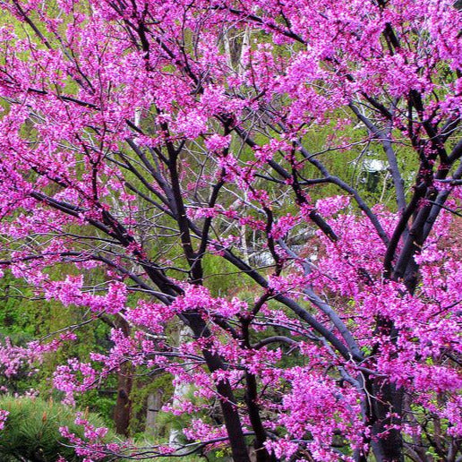 Eastern Redbud Tree Seeds