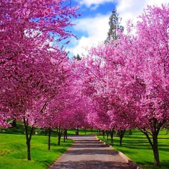 Eastern Redbud Tree Seeds