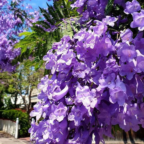 Jacaranda Tree Seeds