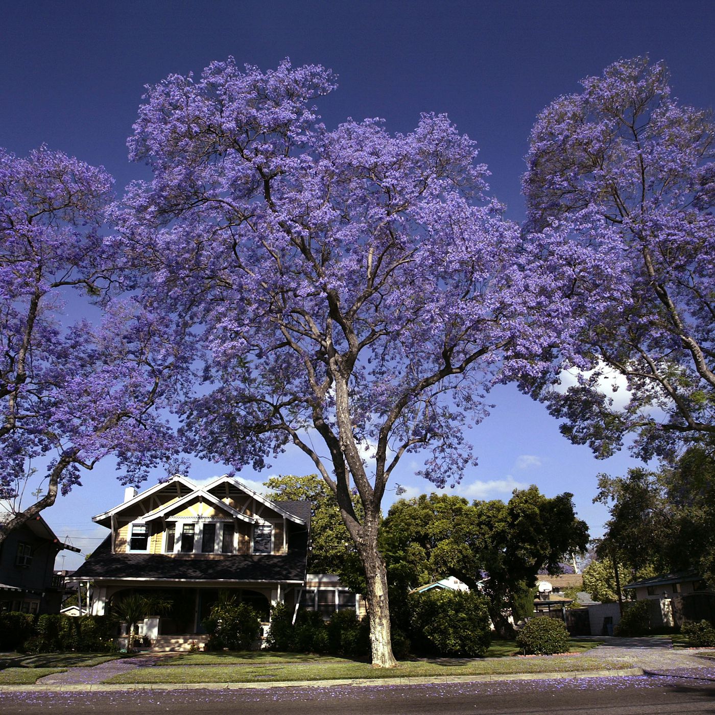 Jacaranda Tree Seeds