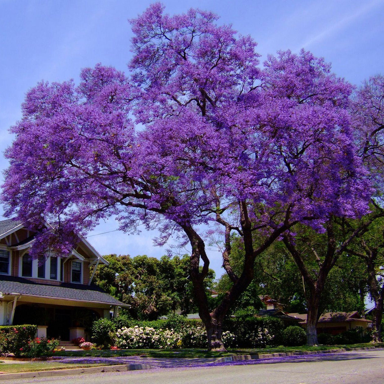 Jacaranda Tree Seeds