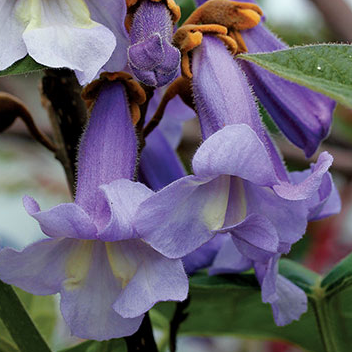 Royal Empress Tree Seeds