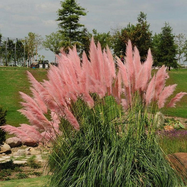 Pampas Ornamental Grass Seeds (Pink)