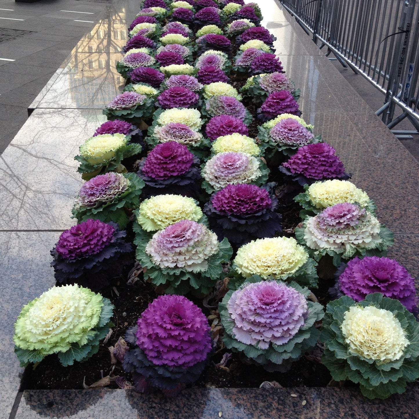 Ornamental Cabbage Plant Seeds