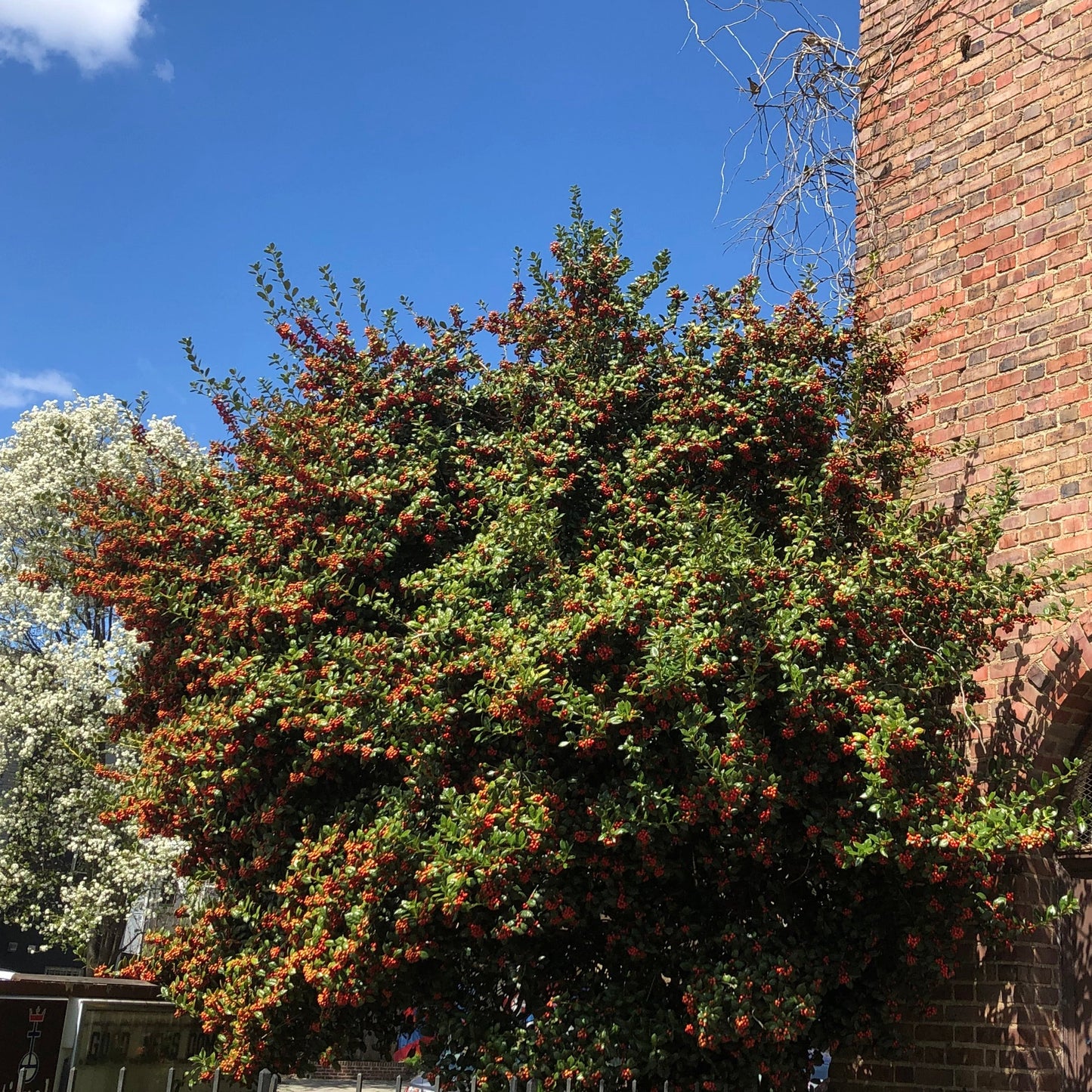 American Holly Tree Seeds