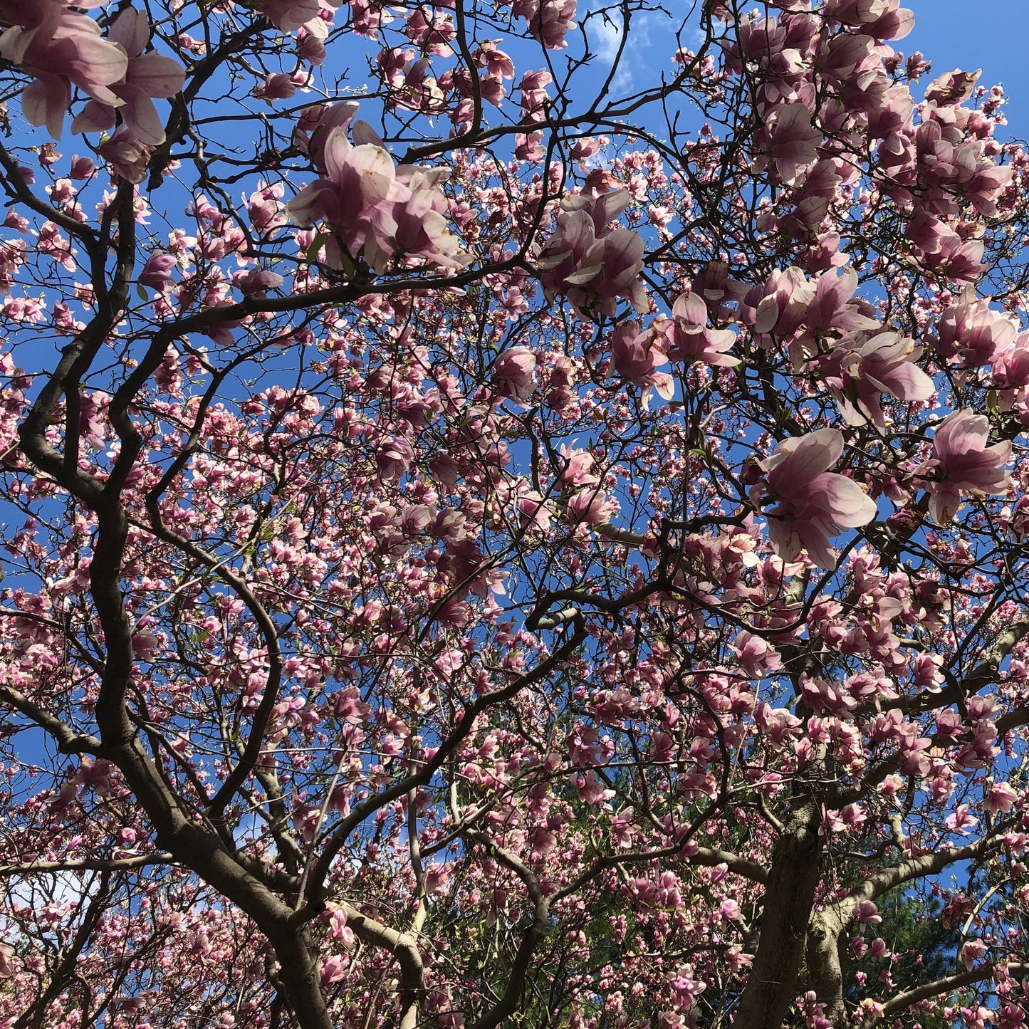 Saucer Magnolia Tree Seeds