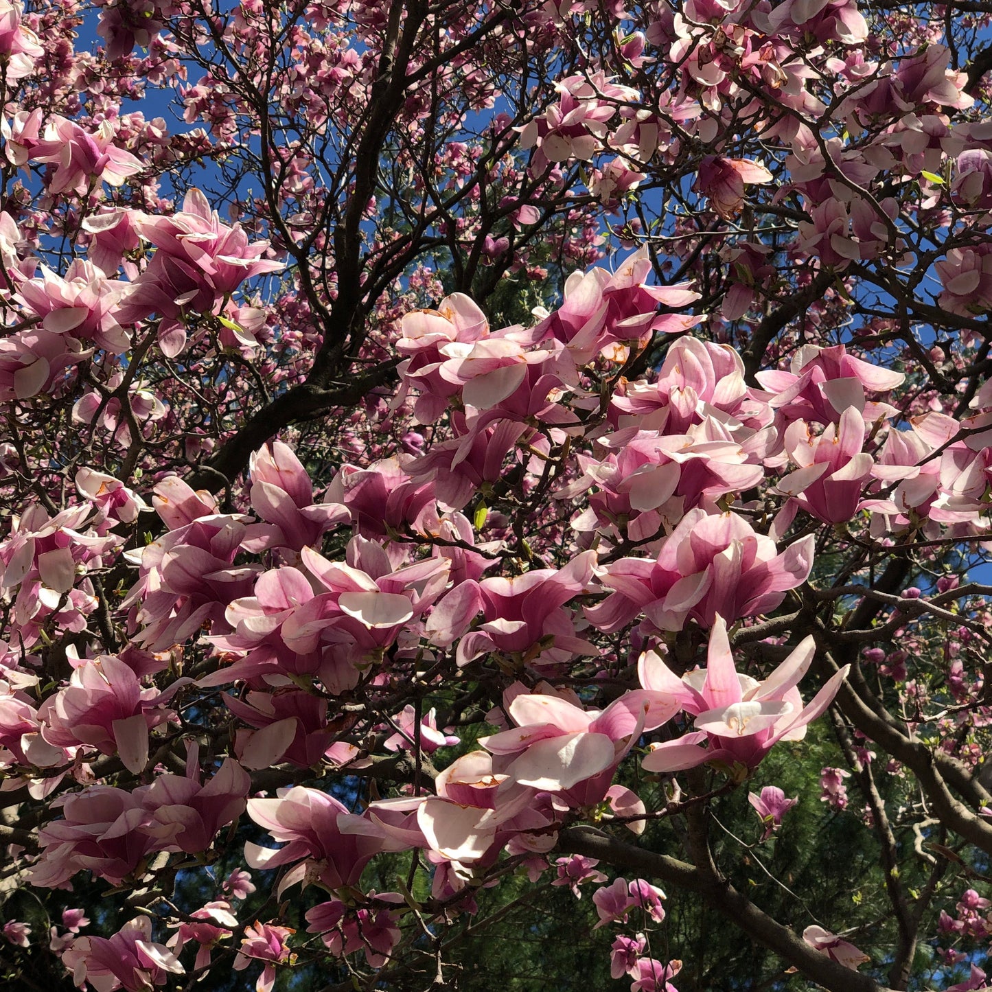Saucer Magnolia Tree Seeds