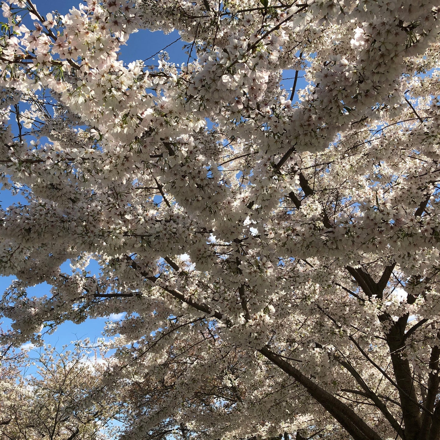 Japanese Flowering Cherry Tree Seeds