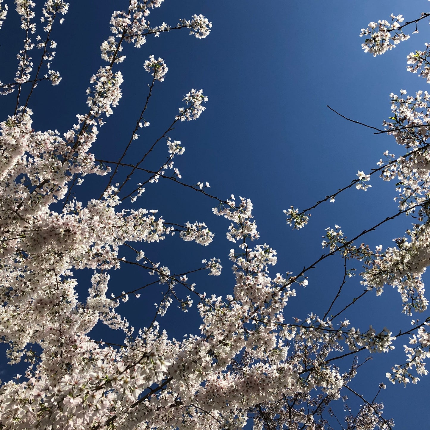 Japanese Flowering Cherry Tree Seeds