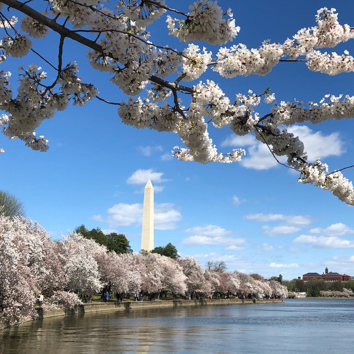 Japanese Flowering Cherry Tree Seeds