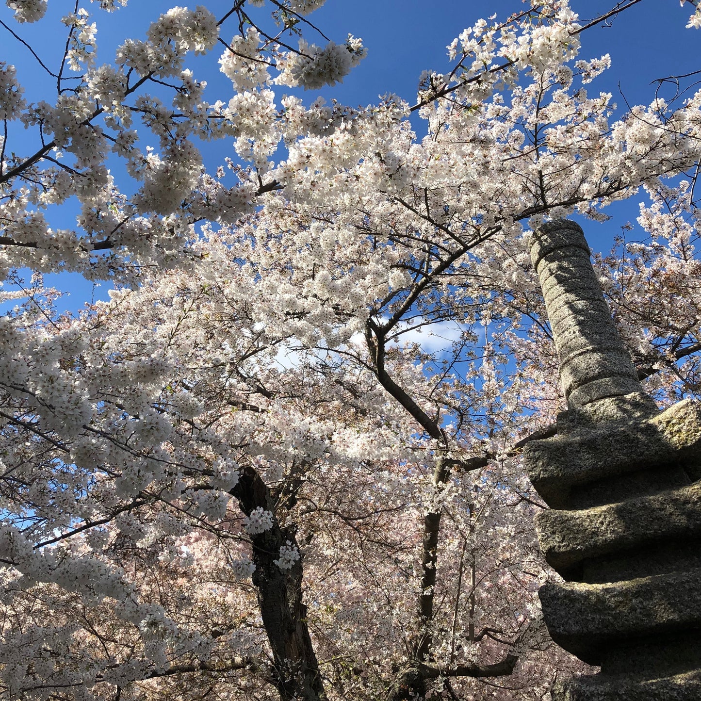 Japanese Flowering Cherry Tree Seeds