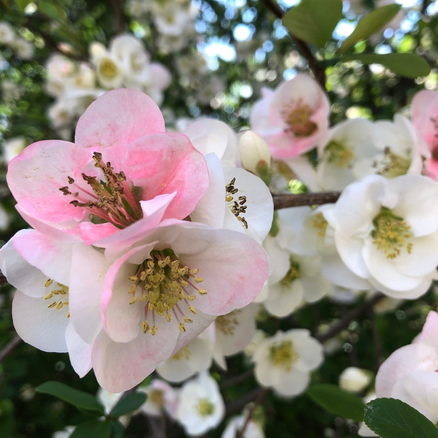 Japanese Higan Flowering Cherry Tree Seeds