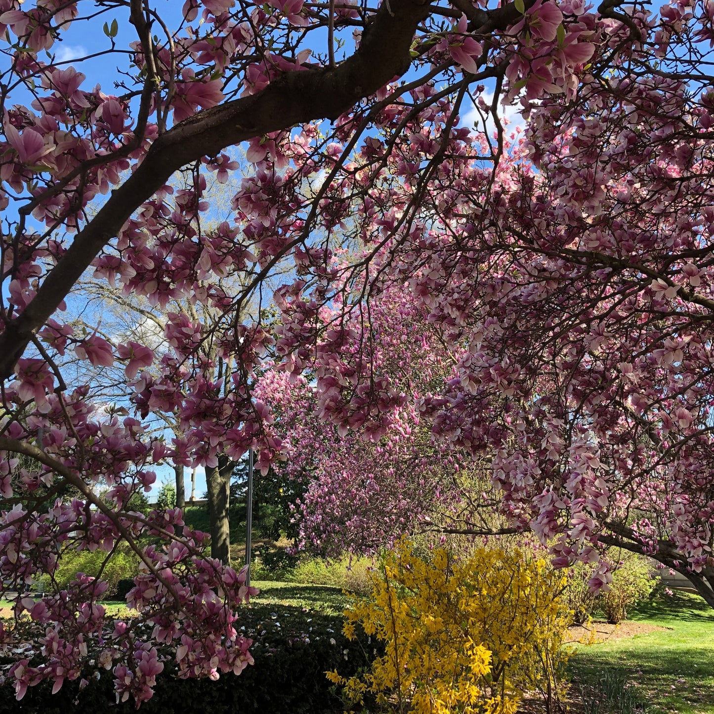 Saucer Magnolia Tree Seeds