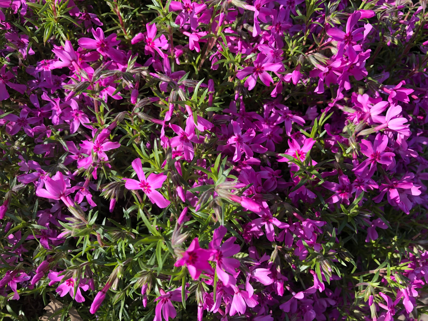 Spring Charm Rock Cress Ornamental Groundcover Seeds