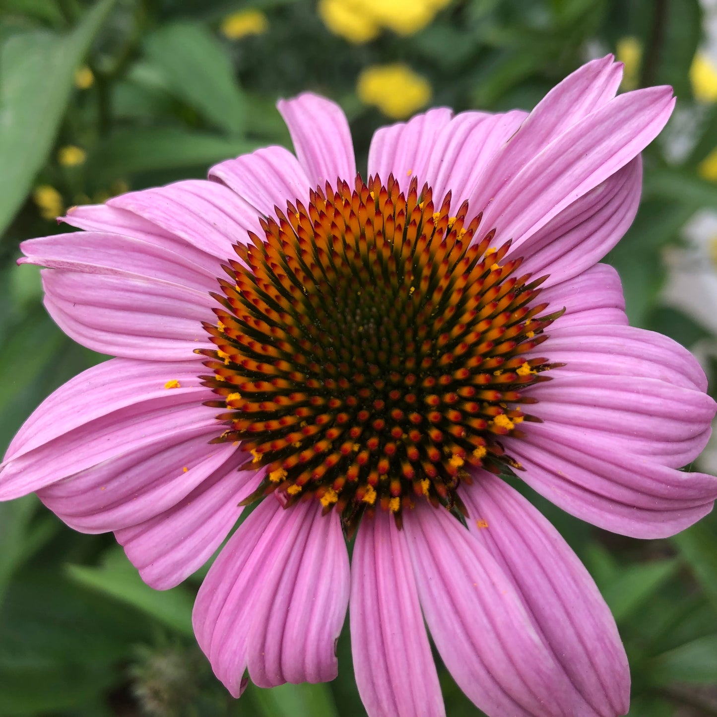 Echinacea Purple Coneflower Seeds