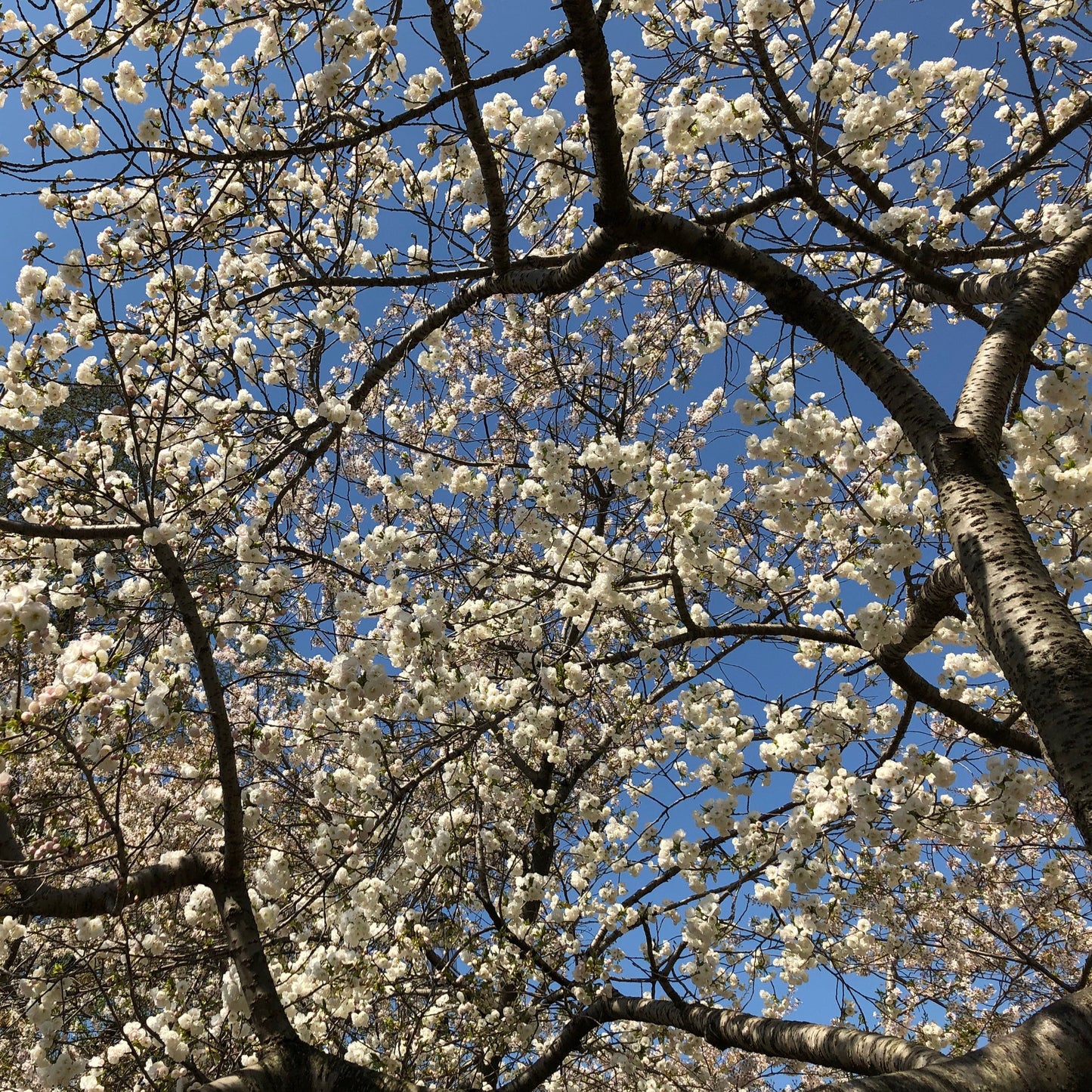 Japanese Flowering Cherry Tree Seeds