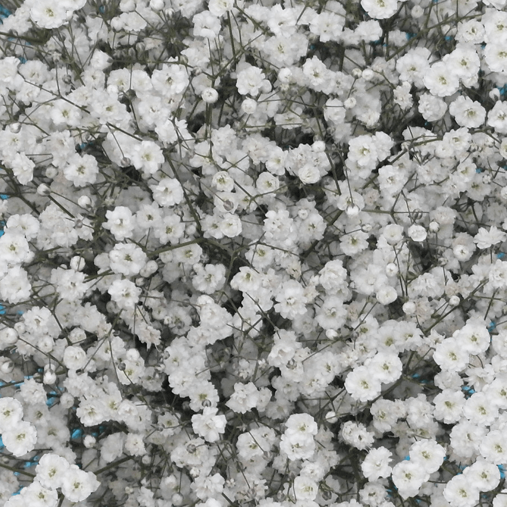 Baby's Breath (Gypsophila) Flower Seeds