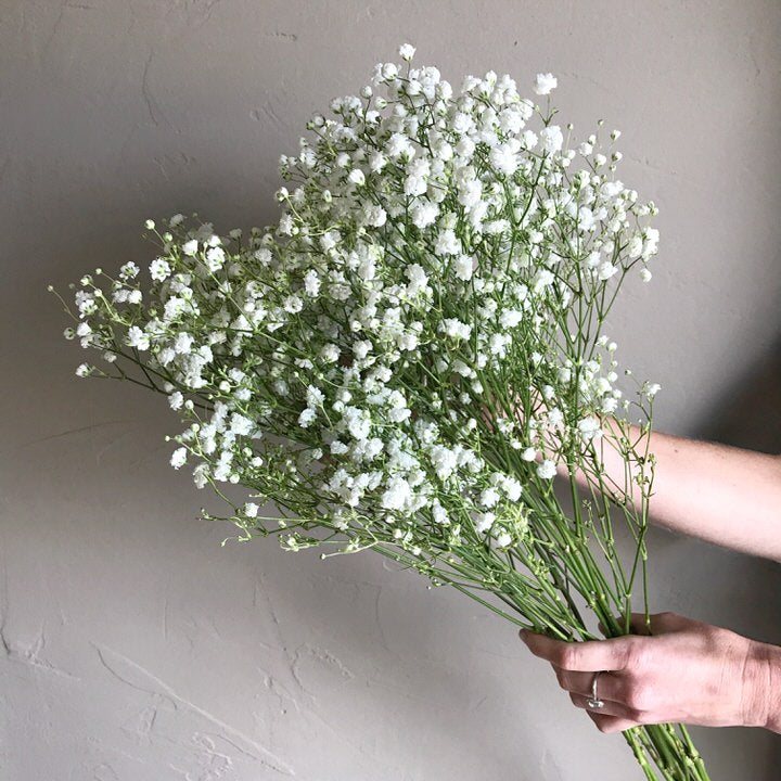 Baby's Breath (Gypsophila) Flower Seeds