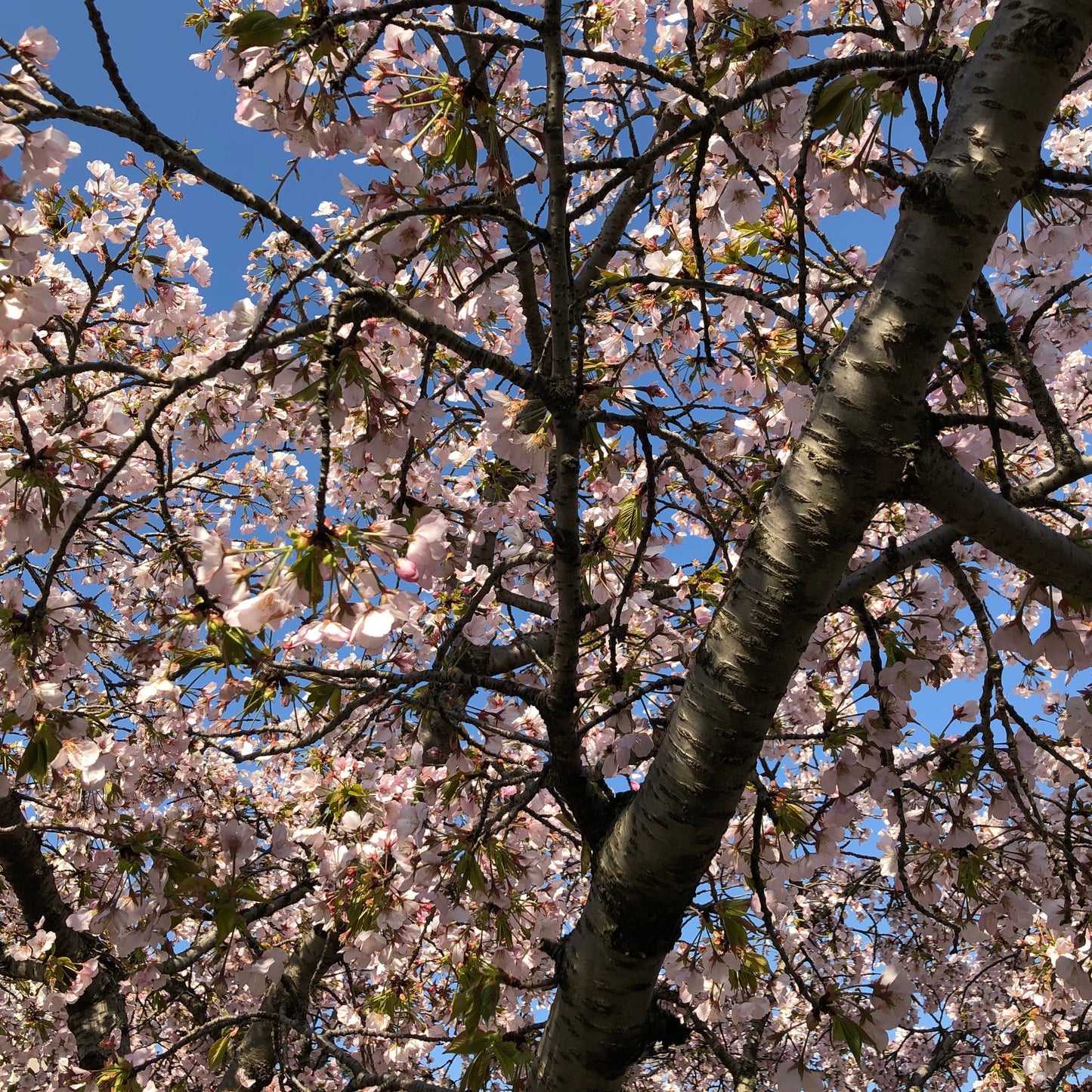 Japanese Higan Flowering Cherry Tree Seeds