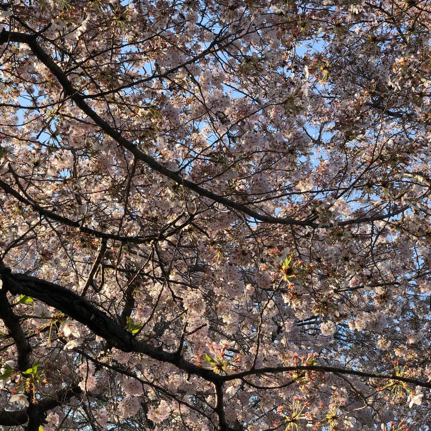 Japanese Higan Flowering Cherry Tree Seeds