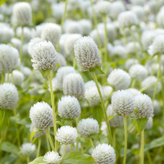 White Gomphrena (Globe Amaranth) Plant Seeds