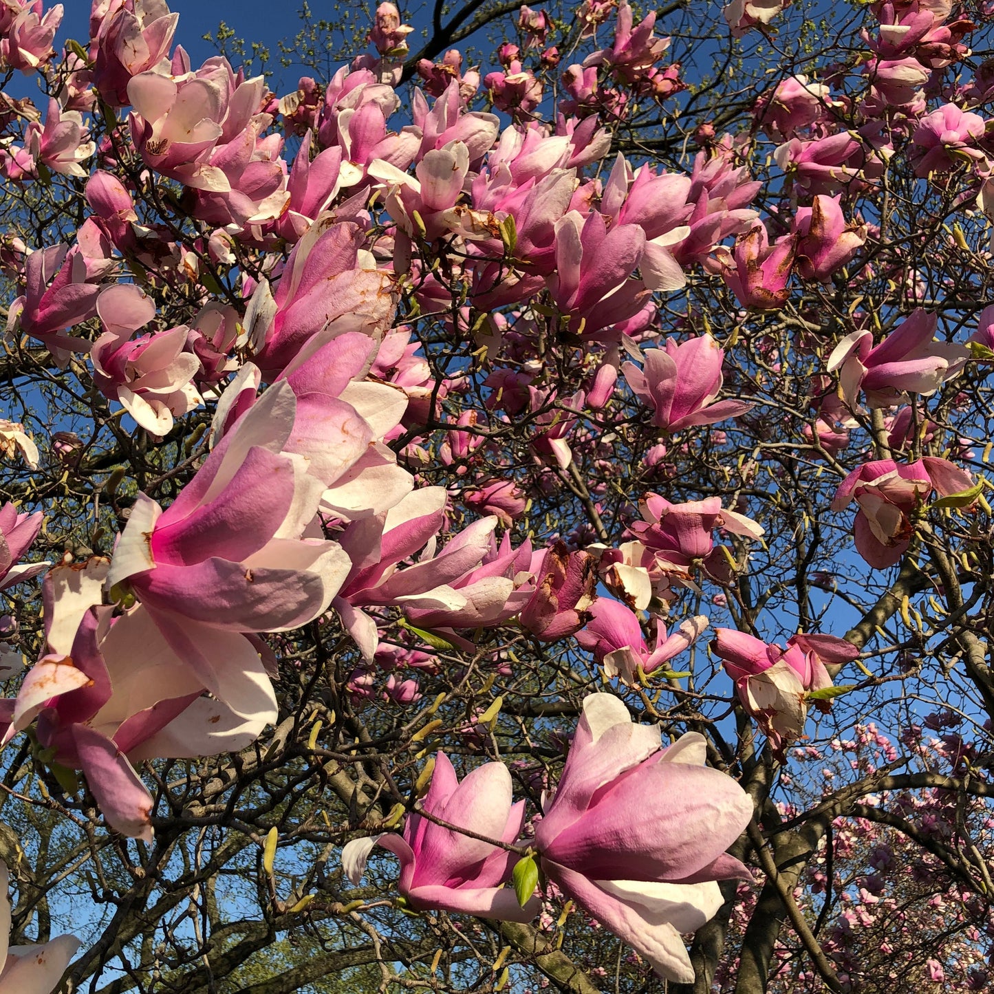 Saucer Magnolia Tree Seeds