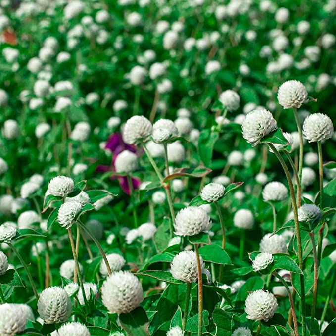 White Gomphrena (Globe Amaranth) Plant Seeds