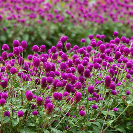 Purple Gomphrena (Globe Amaranth) Plant Seeds