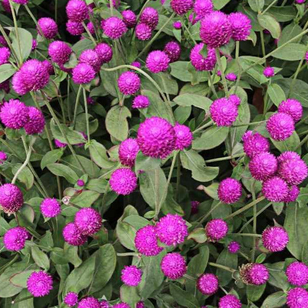 Purple Gomphrena (Globe Amaranth) Plant Seeds