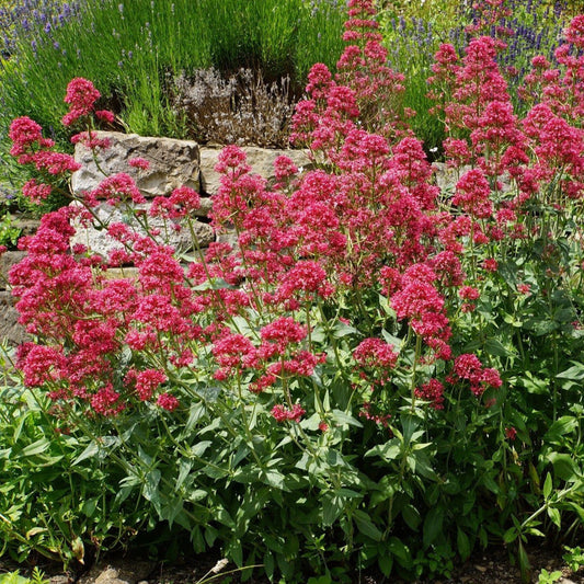 Jupiter's Beard (Red Valerian) Plant Seeds