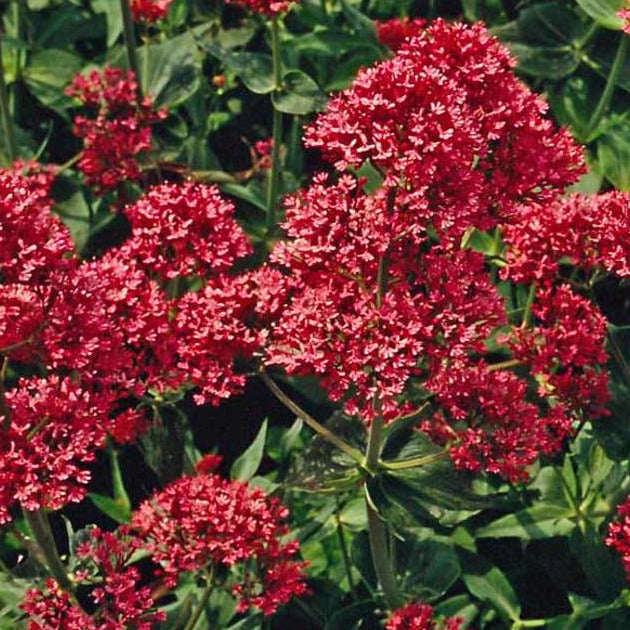 Jupiter's Beard (Red Valerian) Plant Seeds