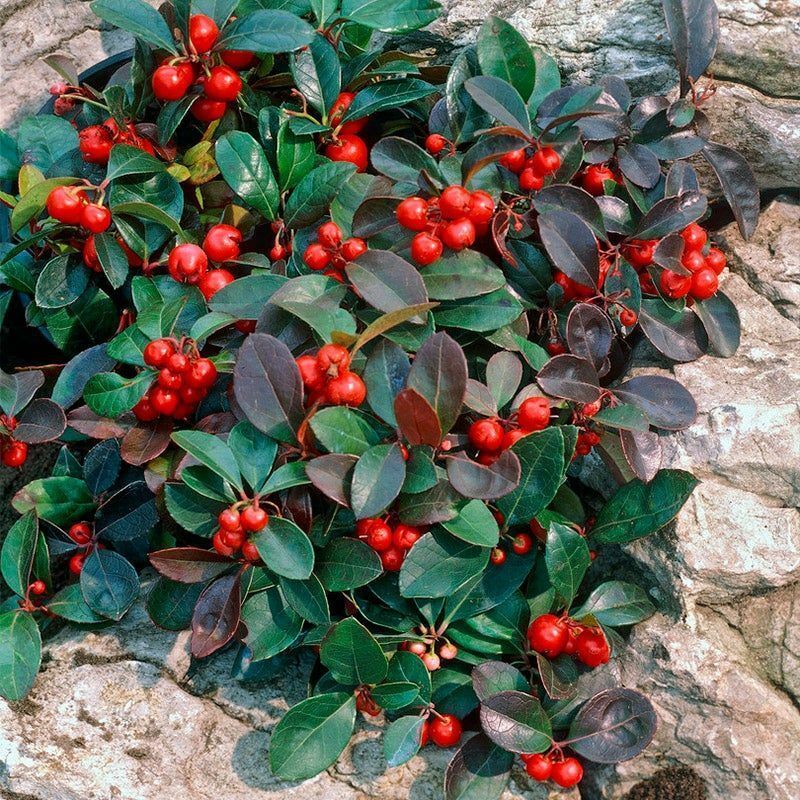 Wintergreen Ornamental Groundcover Plant Seeds